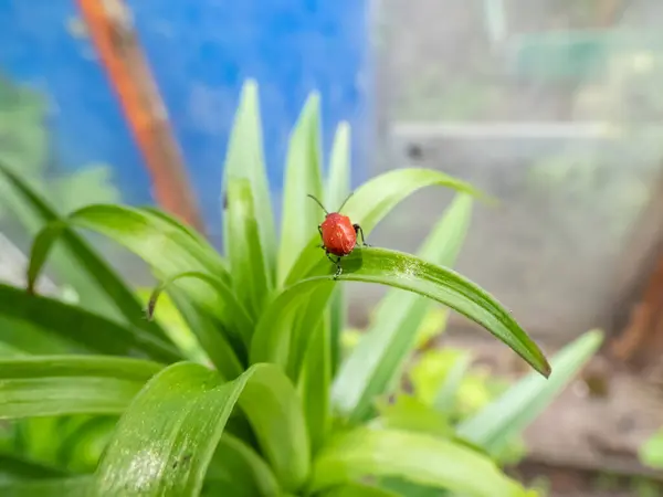 stock image The single, adult scarlet lily beetle (Lilioceris lilii) sitting on a green lily plant leaf blade in garden. Its forewings are bright scarlet and shiny. Legs, eyes, antennae and head are black