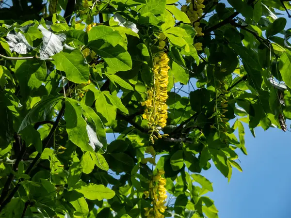 stock image The golden chain or golden rain tree (common laburnum) flowering with the long racemes of densely packed yellow flowers in the park