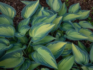 Bahçede yetişen 'June' konağının yakın plan çekimlerinde altın yapraklar ve yaz aylarında çarpıcı mavi-yeşil düzensiz marjlar