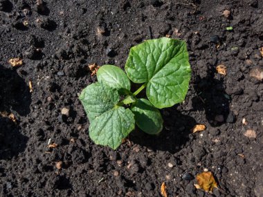 Küçük salatalık bitkileri (salatalık satisi) ve bahçede parlak güneş ışığında toprakta yetişen ilk yapraklar. Bahçe işleri ve gıda yetiştirme kavramı
