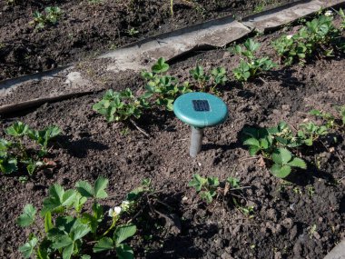 Çilek bitkileri arasında ultrasonik, güneş enerjisiyle çalışan köstebek kovucu ya da itici cihaz. Bipleyen aygıt zararlıları uzak tutar