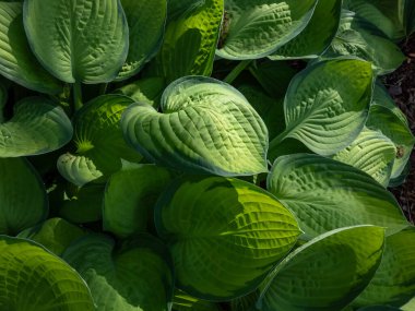 Düzensiz marjlı geniş oval yaprakların yoğun, üst üste bindiği 'Altın Standardı' na (hosta) yakın plan, yaprak merkezleri sarı renge dönüşür