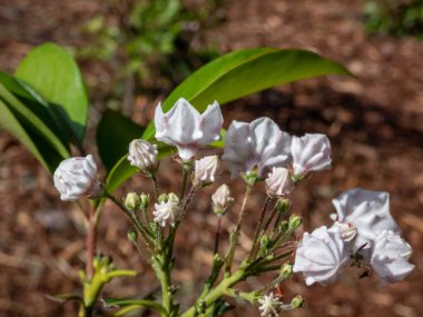 Close-up shot of the Mountain laurel (calico-bush or spoonwood) (kalmia latifolia) 'Pepermint' flowering with white flowers with dark red lines radiating up the sides in the park clipart