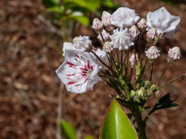 Close-up shot of the Mountain laurel (calico-bush or spoonwood) (kalmia latifolia) 'Pepermint' flowering with white flowers with dark red lines radiating up the sides in the park clipart