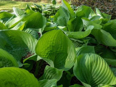 Hosta 'Sum and Madde' ye yakın çekim büyük kalp şeklinde, kalın desenli, parlak, sarı-yeşil yapraklar bahçede büyüyor