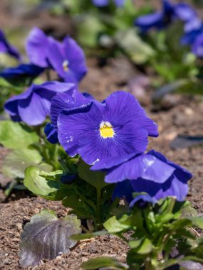 Viola Wittrockiana 'nın yakın plan görüntüsü artı Gökyüzü mavisi çiçekli gerçek mavi çiçek biraz menekşe ve parkta açık bir merkez