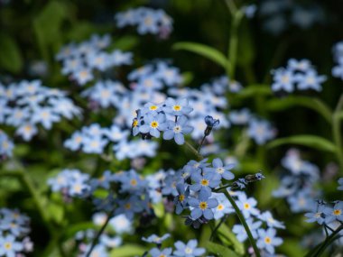 Gökyüzü mavisi bahar çiçeği bitkisinin yakın plan çekimi - ağaçtan unutma beni çiçekleri (Myosotis sylvatica) ilkbaharda güneş ışığında ormanda