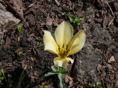 Flax yapraklı lale ya da Bokhara lalesinin (Tulipa linifolia) baharda bahçede soluk sarı çiçeklerle çiçeklenişini yakından çek