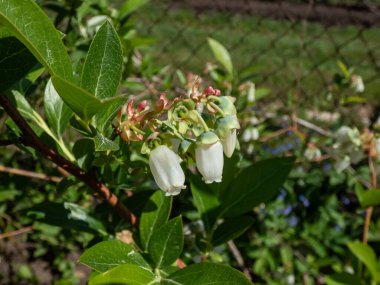 Bahçedeki yeşil yapraklarla çevrili yabanmersini dallarında yetişen beyaz yaban mersini çiçeklerine yakın plan.