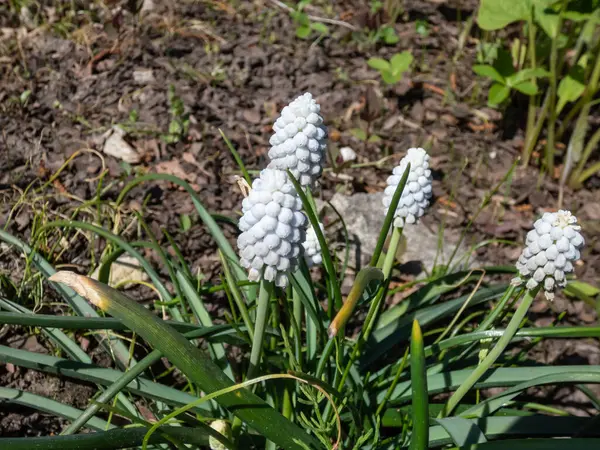 stock image Close-up of the Grape hyacinth (Muscari armeniacum) 'Siberian tiger' flowering with densely compacted racemes of bright snow-white florets in the garden in spring