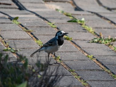 Beyaz kuyruklu (Motacilla alba) bir parkta yürürken bir patikada akşam karanlığında karanlık gölgelerle birlikte bitki örtüsü arasında