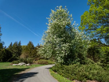 Küçük ağaç - İlkbaharda bir parkta yetişen kuş kirazı, böğürtlen, böğürtlen veya erik ağacı (Prunus padus)