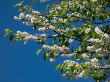 Close-up shot of white flowers of the Bird cherry, hackberry, hagberry or Mayday tree (Prunus padus) in full bloom with blue sky in background in spring clipart