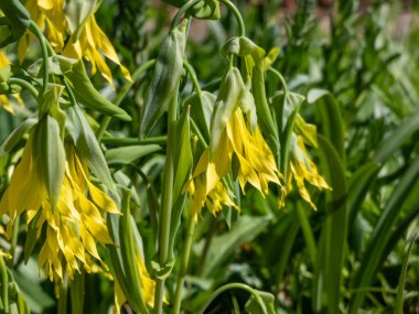 Bahçede yetişen perfoliat bellwort 'un (Uvularia perfoliata) yakın çekimi ve uzun tepeli soluk sarı çiçekler üretir.