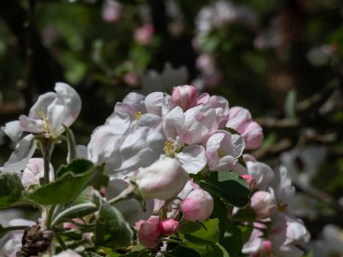 İlkbaharda meyve bahçesinde çiçek açan beyaz ve pembe tomurcukların ve elma ağaçlarının yakın plan çekimi. Gün ışığında yaprakları açık çiçeklerle dolu dallar.