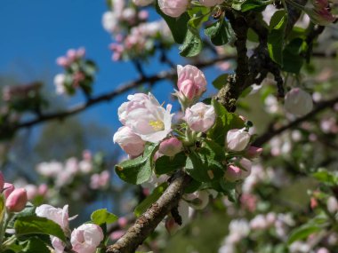 İlkbaharda meyve bahçesinde çiçek açan beyaz ve pembe tomurcukların ve elma ağaçlarının yakın plan çekimi. Gün ışığında yaprakları açık çiçeklerle dolu dallar.