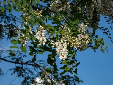 Güzel beyaz, büyük siyah çekirge çiçekleri ya da sahte akasya (robinia psödoacia) ağacı gevşek sarkmış sarkan kümeler halinde dizilmiş yazın parlak güneş ışığı altında.
