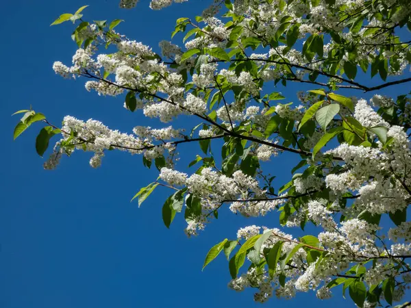 stock image Close-up shot of white flowers of the Bird cherry, hackberry, hagberry or Mayday tree (Prunus padus) in full bloom with blue sky in background in spring