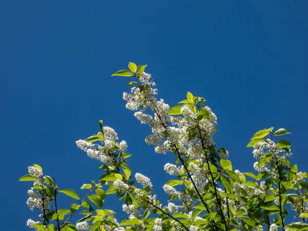 stock image Close-up shot of white flowers of the Bird cherry, hackberry, hagberry or Mayday tree (Prunus padus) in full bloom with blue sky in background in spring