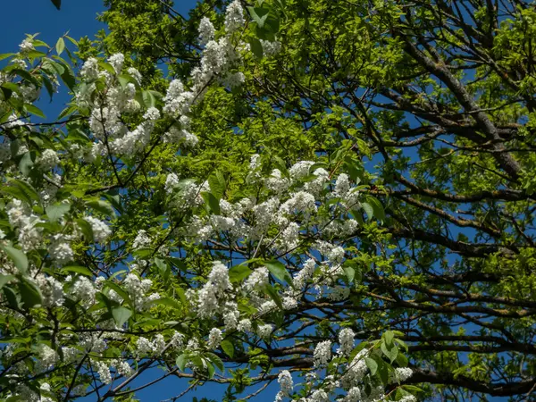 Kuş kirazı, böğürtlen, böğürtlen ya da mayday ağacı (Prunus padus) gibi beyaz çiçeklerin yakın plan çekimi. Sarkık uzun kümelerdeki beyaz çiçekler (ırklar))