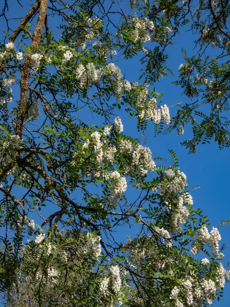 stock image Beautiful white, large flowers of black locust or false acacia (robinia pseudoacacia) tree arranged in loose drooping clumps in bright sunlight in summer