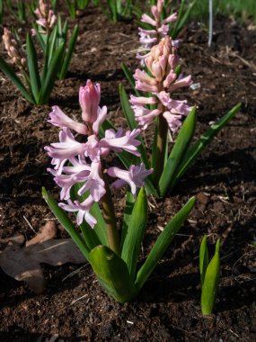 Hollandalı Hyacinth 'in (Hyacinthus Orientalis)' Anna Marie 'çiçekli, yıldızlı, soluk pembe çiçekli, daha koyu renkli bahçeli