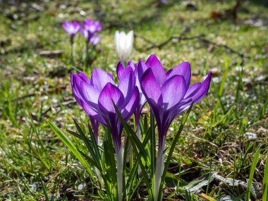 Pembe ilkbahar timsahlarının (Crocus vernus) kurak, kahverengi yapraklar ve ilkbaharın başlarında taze yeşil çimenlerin arasında bir parkta çiçek açarken yakın plan çekimi.
