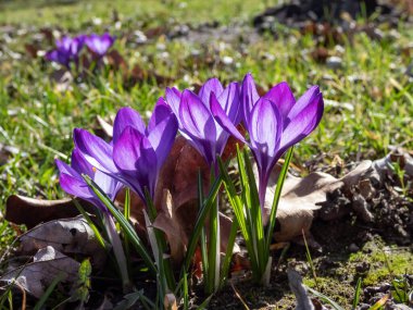 Pembe ilkbahar timsahlarının (Crocus vernus) kurak, kahverengi yapraklar ve ilkbaharın başlarında taze yeşil çimenlerin arasında bir parkta çiçek açarken yakın plan çekimi.