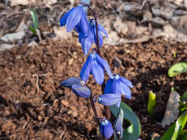 stock image Close-up of a Siberian squill or wood squill (Scilla caucasica) 'Indra' growing and blooming in the garden in sunlight in early spring