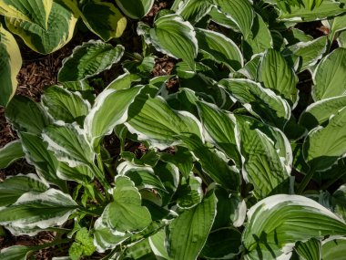 Bahçede yetişen, dar, koyu yeşil yapraklı, beyaz, düzensiz kenarlar düşük, yoğun bir yaprak yığını oluşturur.
