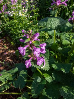 Büyük Betony 'nin (Stachys macrantha ya da grandiflora) yakın plan çekimi.' Robusta 'çiçek açan mor çiçekle yaz bahçesinde.