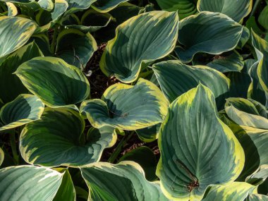 Bitki zambağı (Hosta dalgalanmaları) 'Sagae' büyük, kalın, dalgalı, geniş oval, buzlu mavi-yeşil yapraklı düzensiz kenarlı gri-yeşile döner. Kenarları kremsi beyaza döner