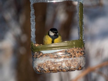 The Great tit (Parus major) visiting bird feeder made from reused big plastic bottle full with grains in winter. DIY plastic bird feeder bottle hanging in the tree
