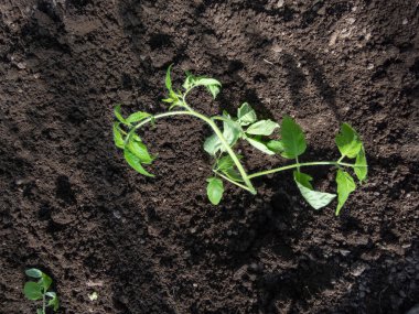 Yeşil domates filizinin yakın plan çekimi parlak güneş ışığında seradaki bir toprakta büyüyor. Sebze fideleri. Bahçe işleri ve fidanlar.