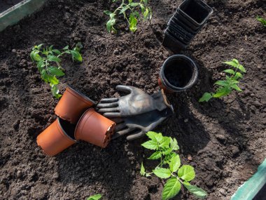 Serada boş tencere ve siyah eldivenlerin yanındaki toprakta yetişen yeşil domates fidelerinin yakın plan çekimi. Sebze fideleri. Bahçe işleri ve fidanlar.