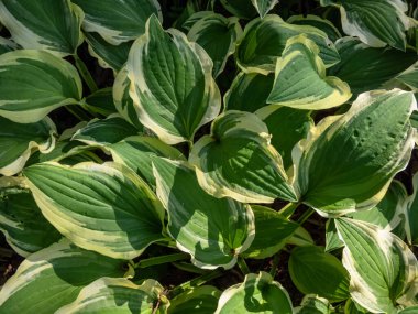 Hosta 'Ground Master' ın yakın plan çekimi. Dar yeşil yapraklı, krem beyazı kenarlı bir parkta büyüyor.