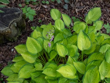 Close-up shot of Hosta 'Emerald tiara' with flat, heart-shaped leaves with gold centers and bright green leaf margins growing in a park clipart