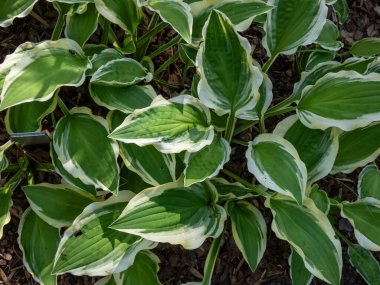 Nilüfer çiçeğinin (hosta) yakın plan görüntüsü 'rezonans' mızrak şeklinde, yeşil yaprakların ortasında düzensiz sarı bir kenar parkın içinde büyüyor.