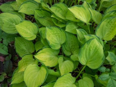 Hosta 'Zümrüt Taç' ın yakın plan çekimleri. Düz, kalp şeklinde yapraklar, altın merkezler ve parkta büyüyen parlak yeşil yaprak kenarları.