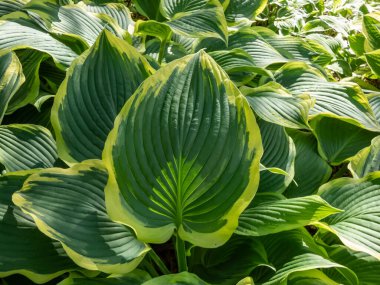 Bahçede sarı kenarlı güzel damarlı yeşil yapraklar taşıyan 'Sarı Nehir' in yakın çekim görüntüsü