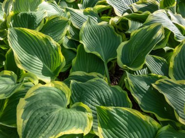 Bahçede sarı kenarlı güzel damarlı yeşil yapraklar taşıyan 'Sarı Nehir' in yakın çekim görüntüsü