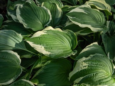 Hosta 'Crispula' nın geniş ok şekilli, koyu yeşil yapraklı, nispeten dar, düzensiz beyaz kenarlı bir parktaki yakın çekim görüntüsü.