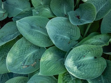 Close-up shot of the hosta 'Royal Standard' with heart-shaped, satiny, slightly dimpled, bright green leaves growing in the garden clipart