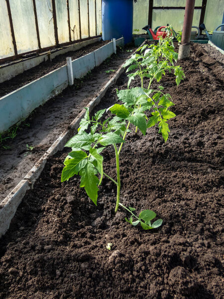 Close-up shot of green tomato plant seedlings growing in a soil in the greenhouse in bright sunlight. Vegetable seedlings. Gardening and germinating seedlings