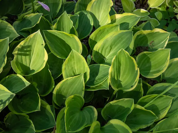 stock image Close-up of Hosta 'Golden Tiara' growing in the garden with a compact mound of broadly oval to heart-shaped, mid-green leaves with irregular margins