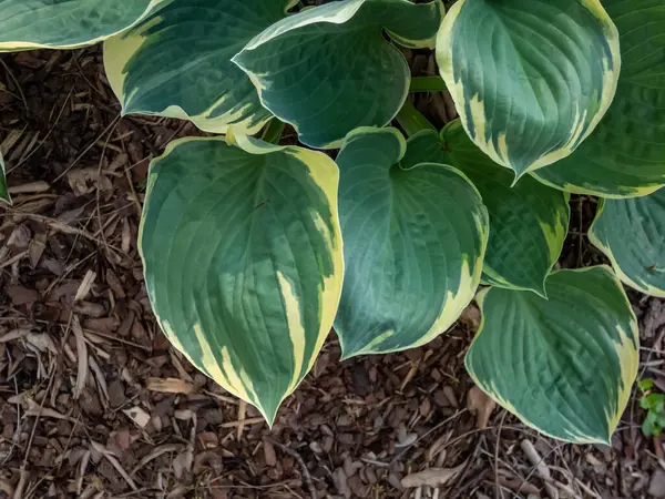 stock image Close-up shot of the hosta 'Crusader' growing in the garden with blue-green leaves and a yellow margin in summer