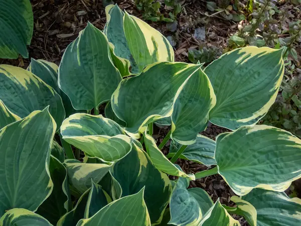 stock image Close-up shot of the hosta 'Crusader' growing in the garden with blue-green leaves and a yellow margin in summer