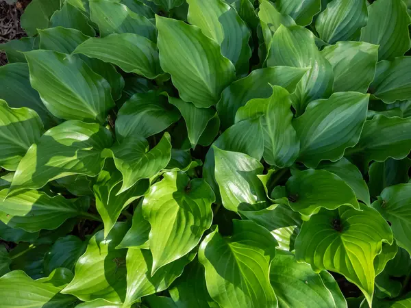 stock image Close-up shot of the Hosta 'Invincible' with green, oval and glossy leaves with a slightly wavy edges and distinctive veining in the garden