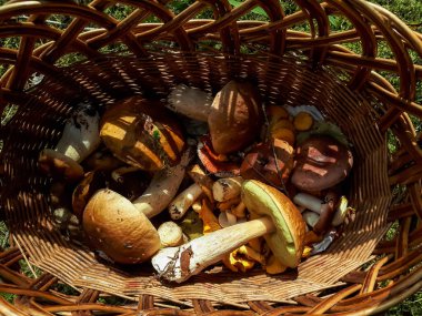 Yerdeki ahşap sepette yenilebilir mantarlar, russula, chanterelles, boletus, boletus Aspen. Mantar toplama geleneği