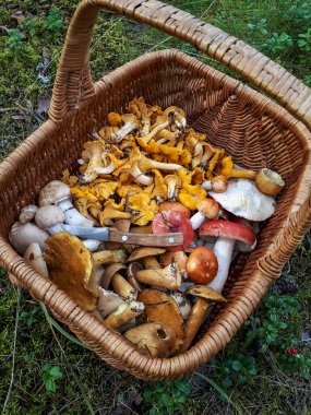 Wooden basket on the ground with edible mushrooms - russula, chanterelles, boletus, boletus Aspen among forest vegetation, moss, lingonberry, heather. Mushroom picking tradition clipart